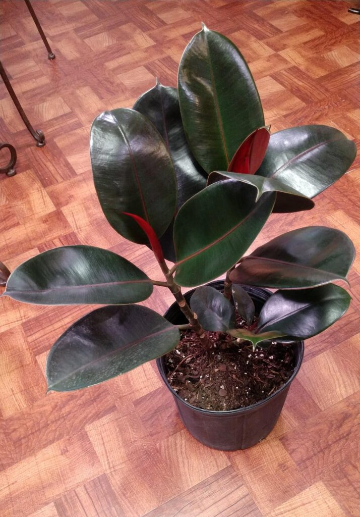 9b/10a growing zone prop question 9b/10a growing zone prop question