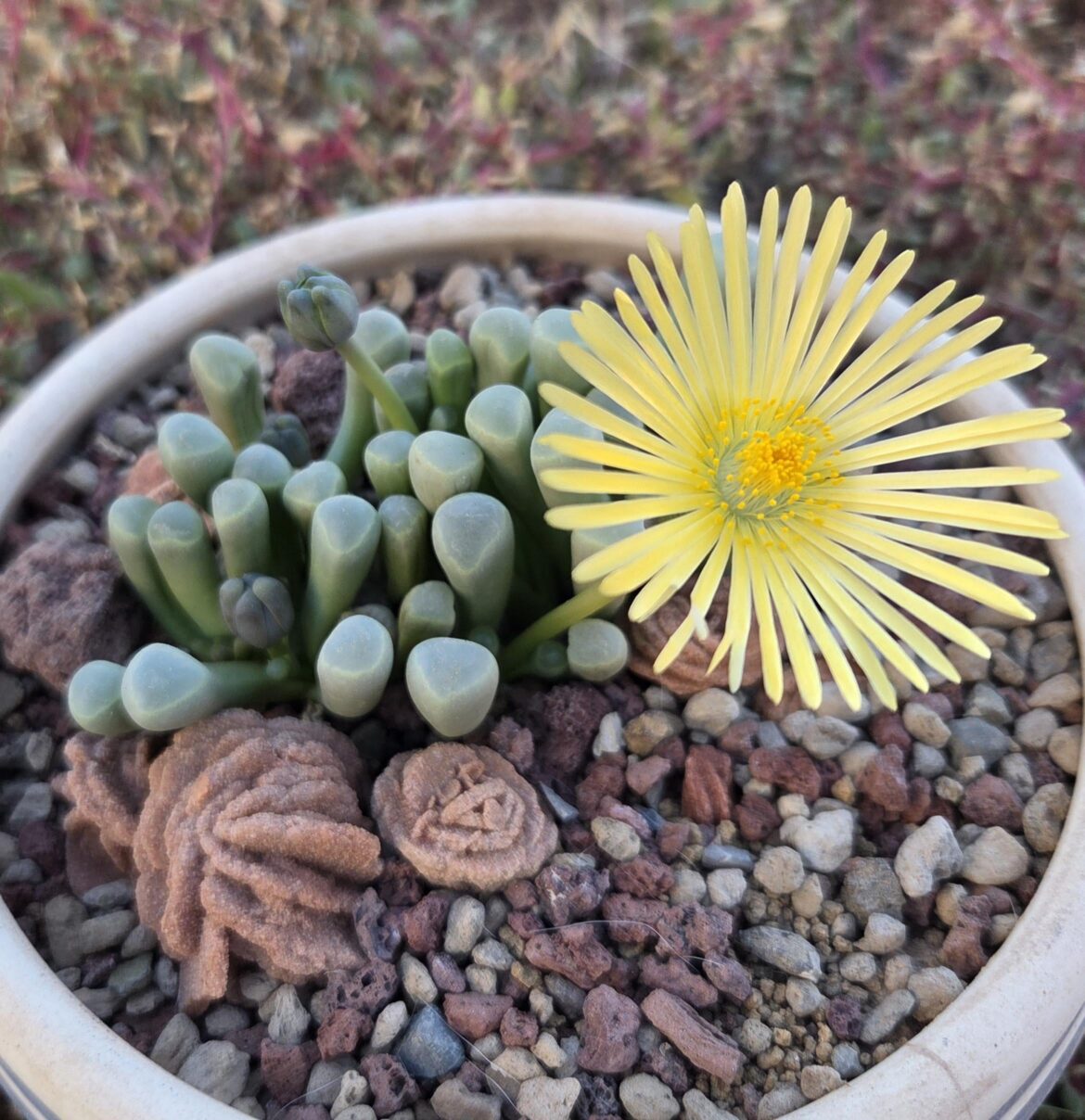 First flower of the season, with more on the way