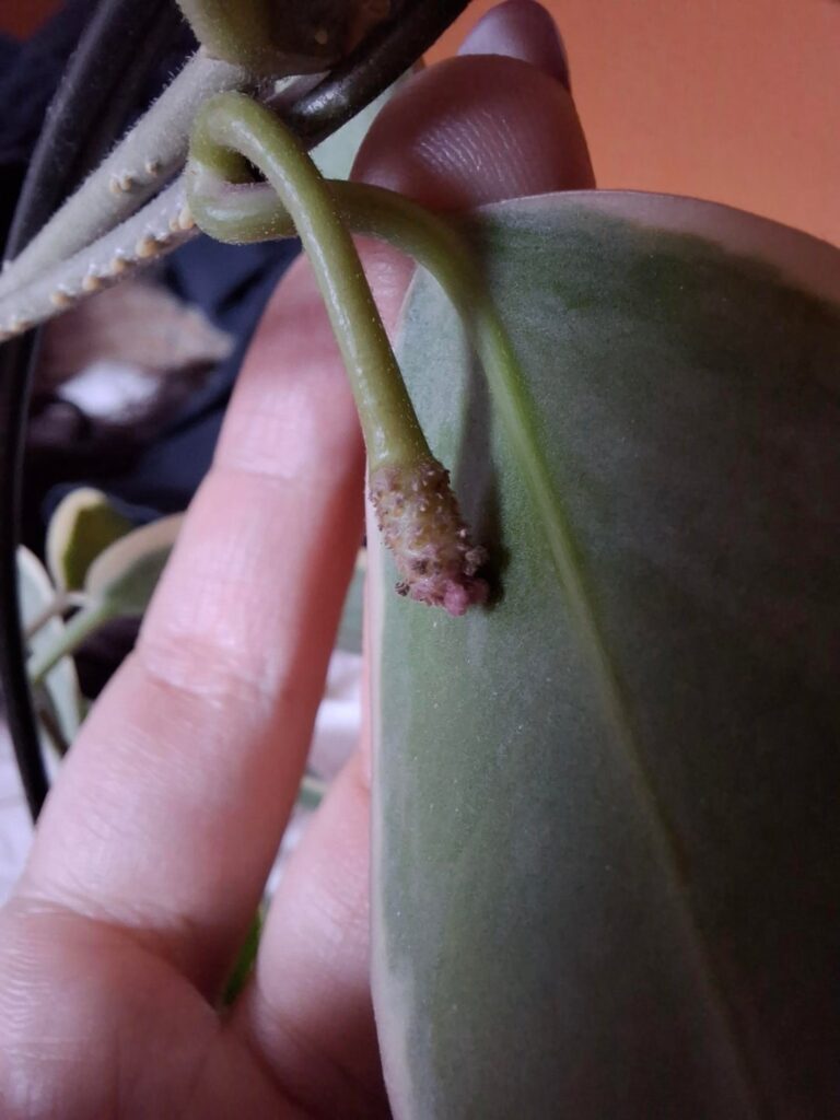 So, this panducle is done, right?