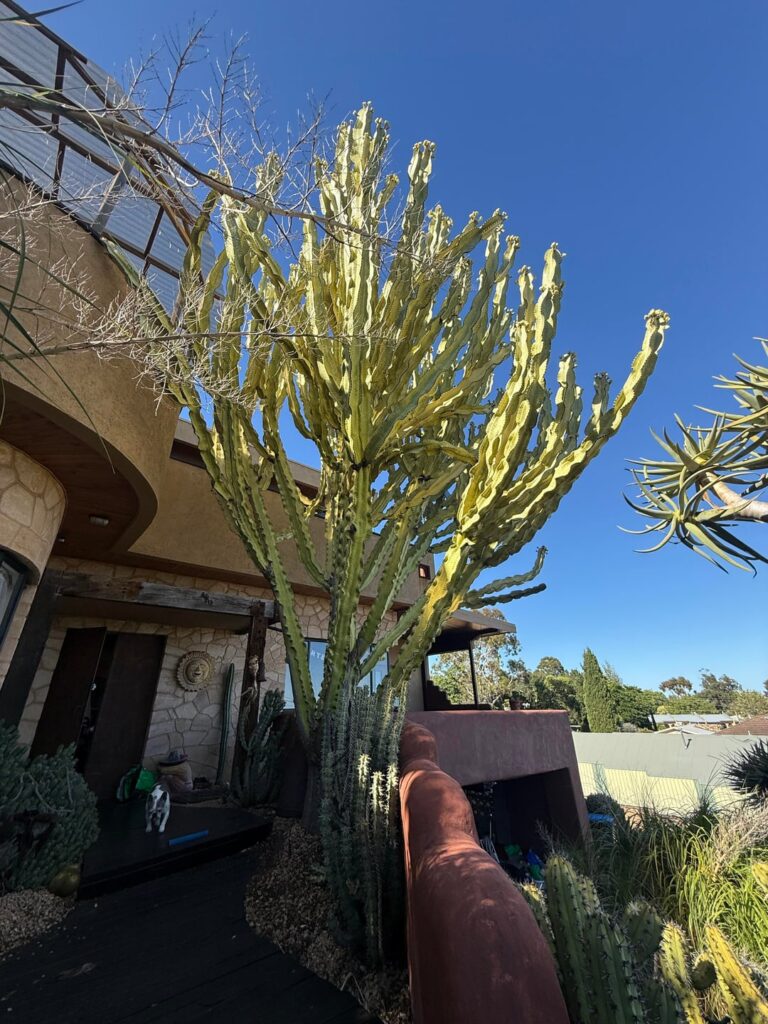 Big Cactus Turing light yellow