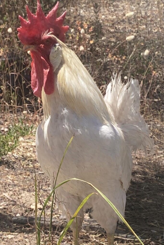 Homesteading lesson #472: never accept a free rooster casually