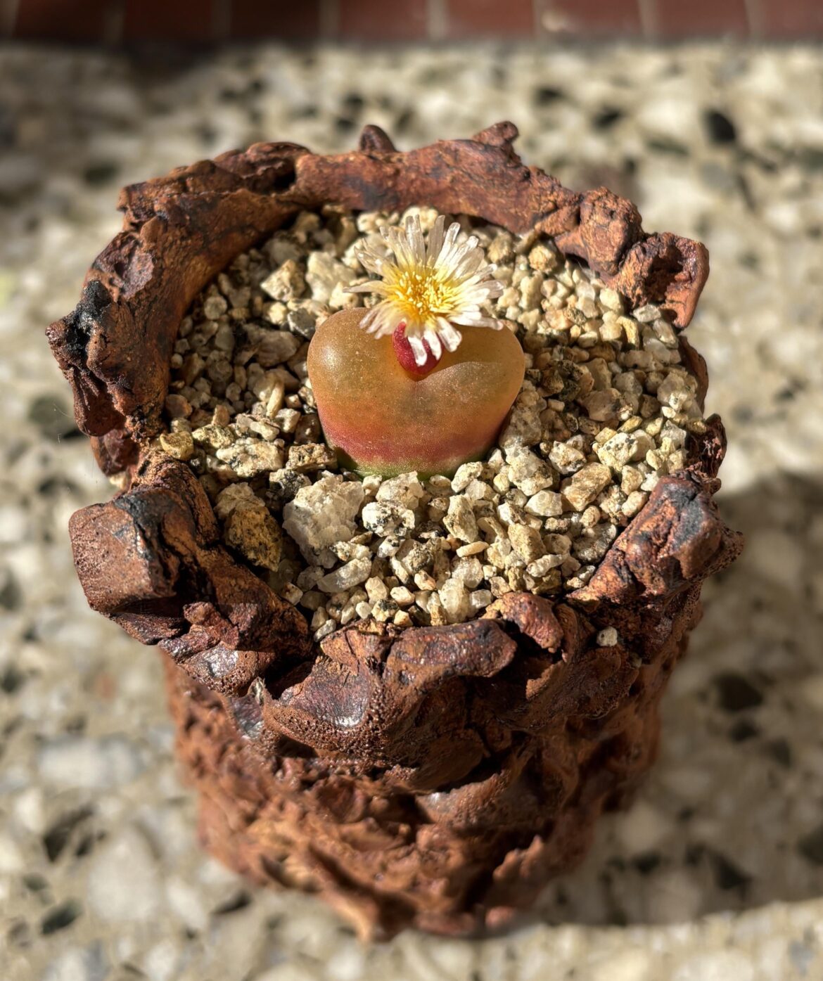 Conophytum armeniacum, Maerpoort. Almost missed the flower