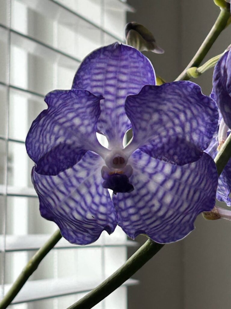 Vanda coerulea