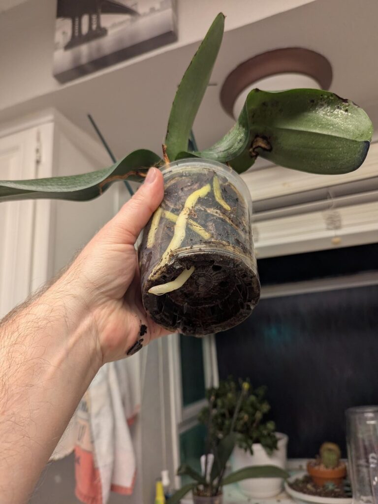 Orchid help