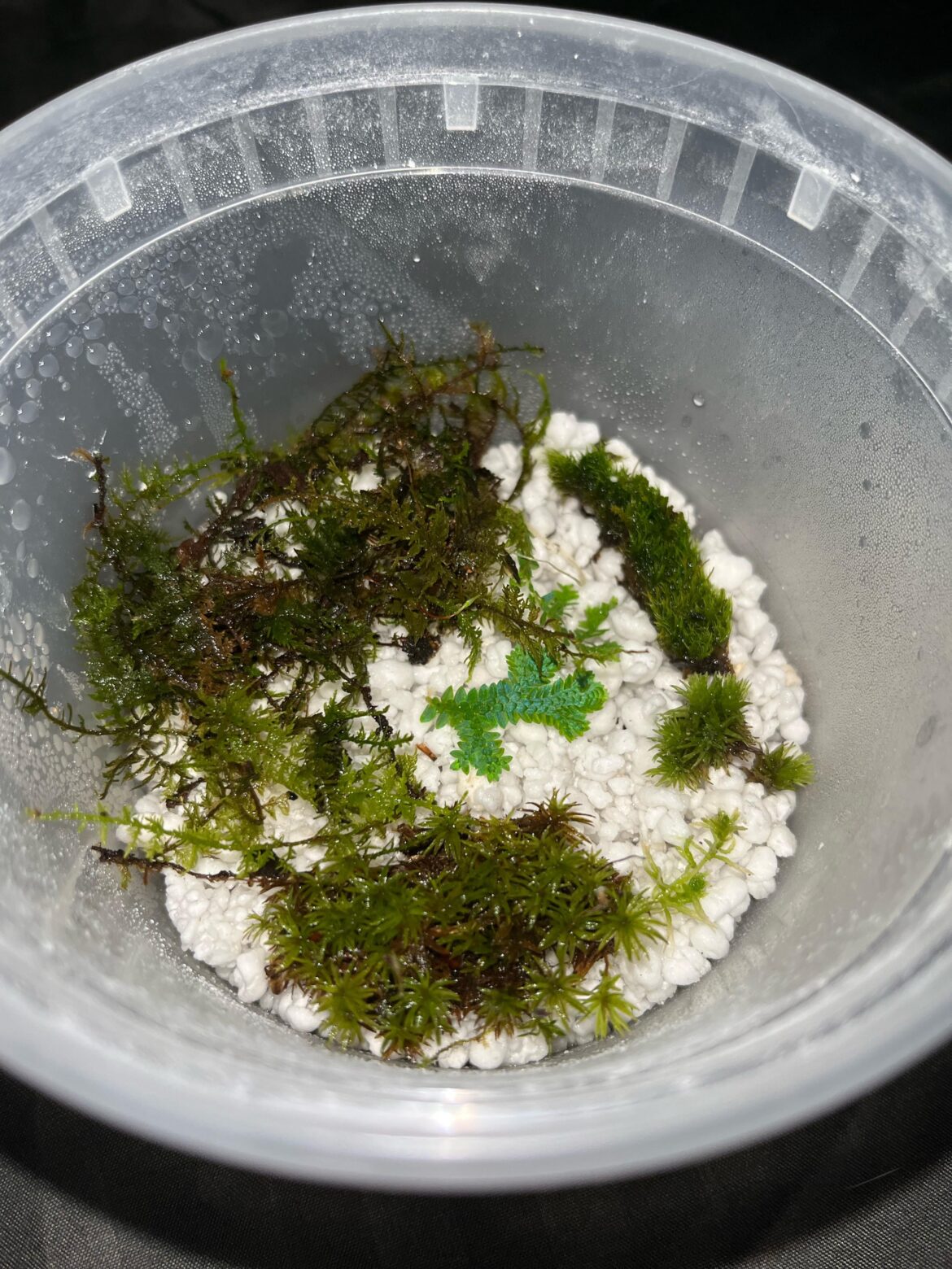 Can I get some IDs on these?