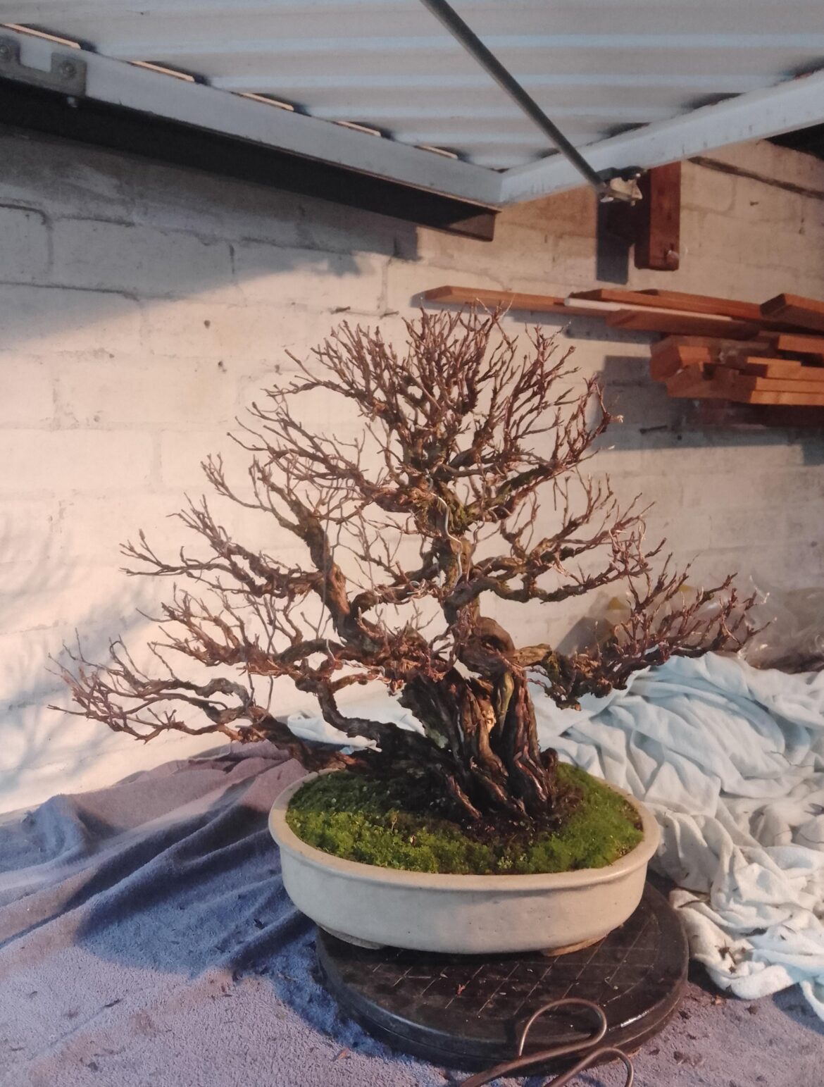 Potentilla Christmas Tweaks