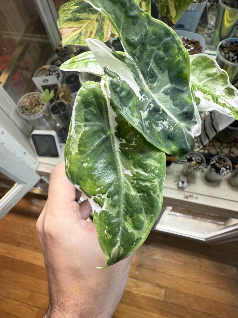 Possible Mutation Longiloba Albo Pink Back? Possible Mutation Longiloba Albo Pink Back?