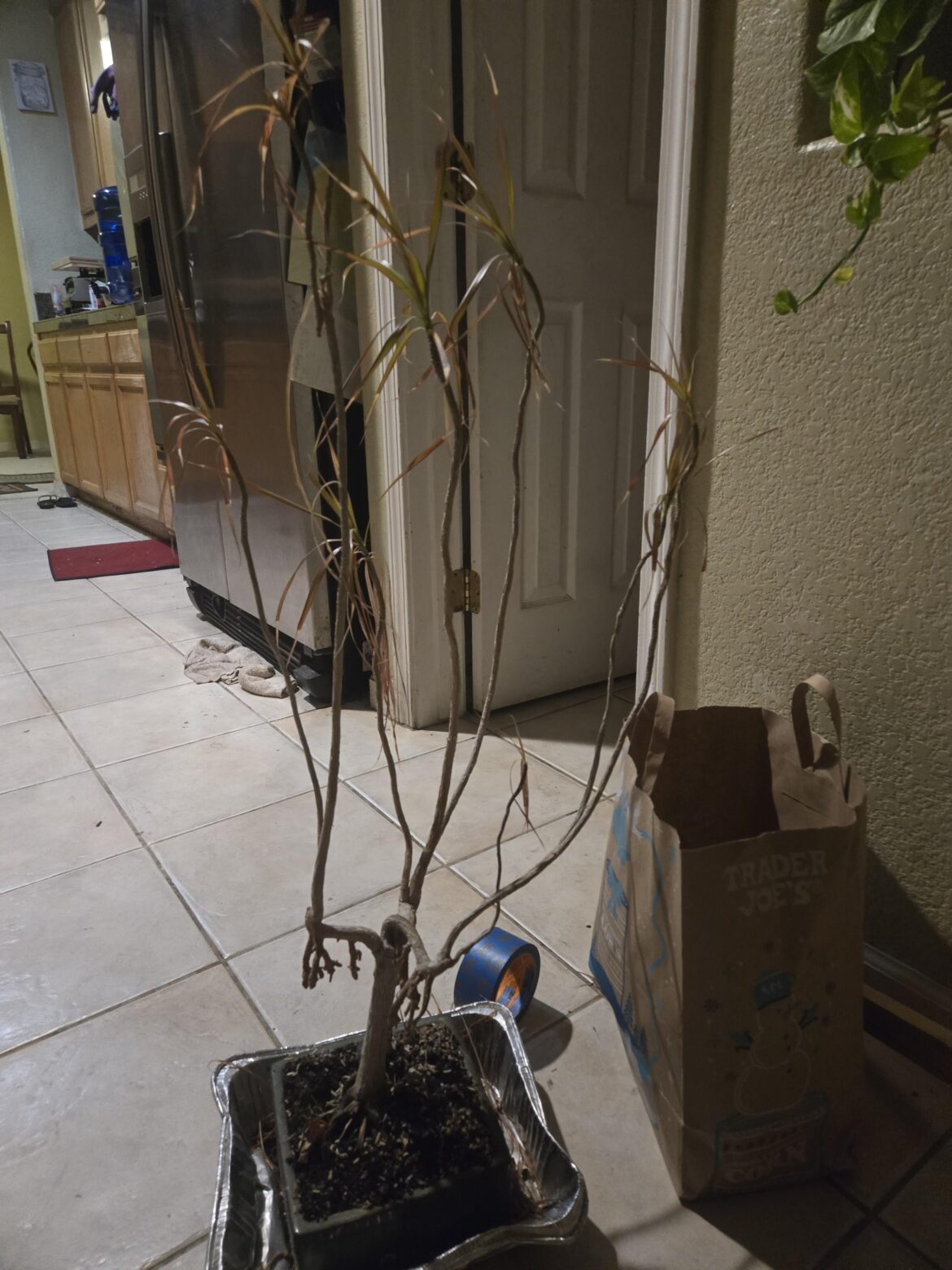 Plant my dad has
