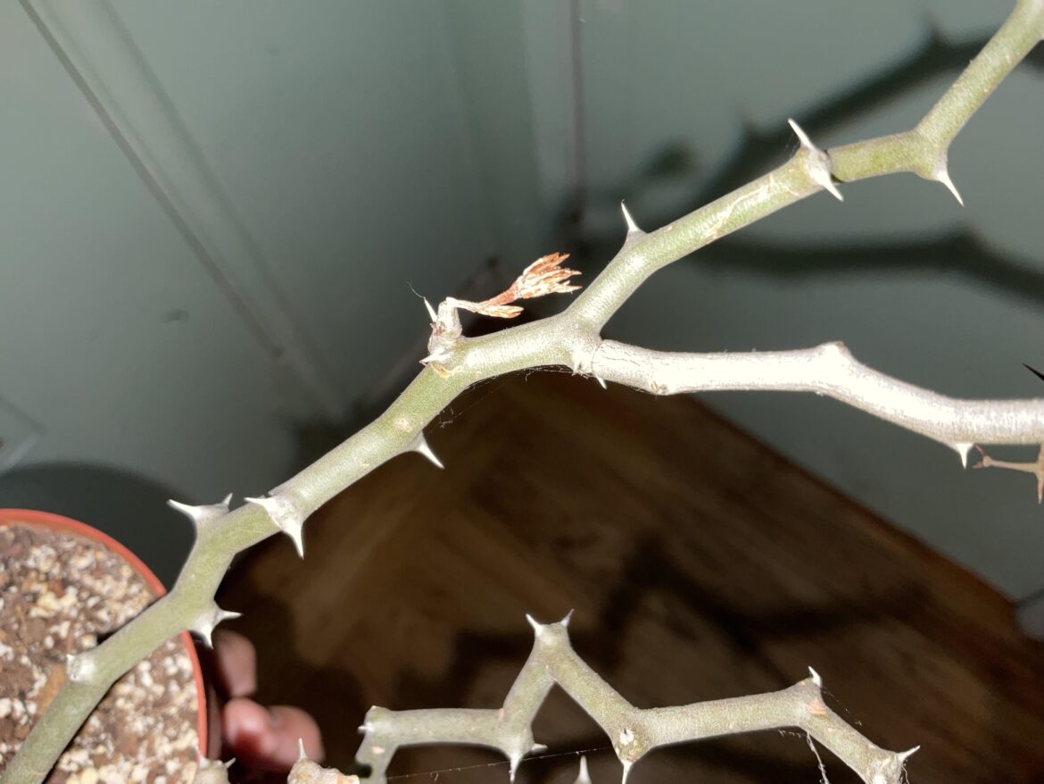 Is this a decarya flower?