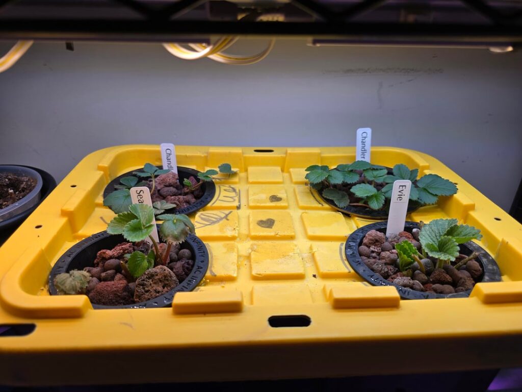 There are more leaves now!