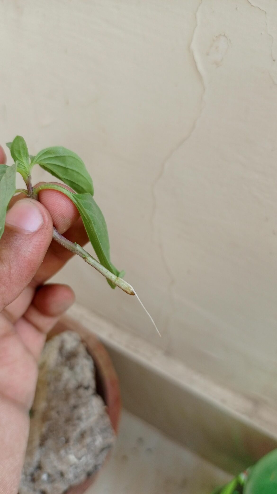 Good enough to pot? Root is over 2 inches