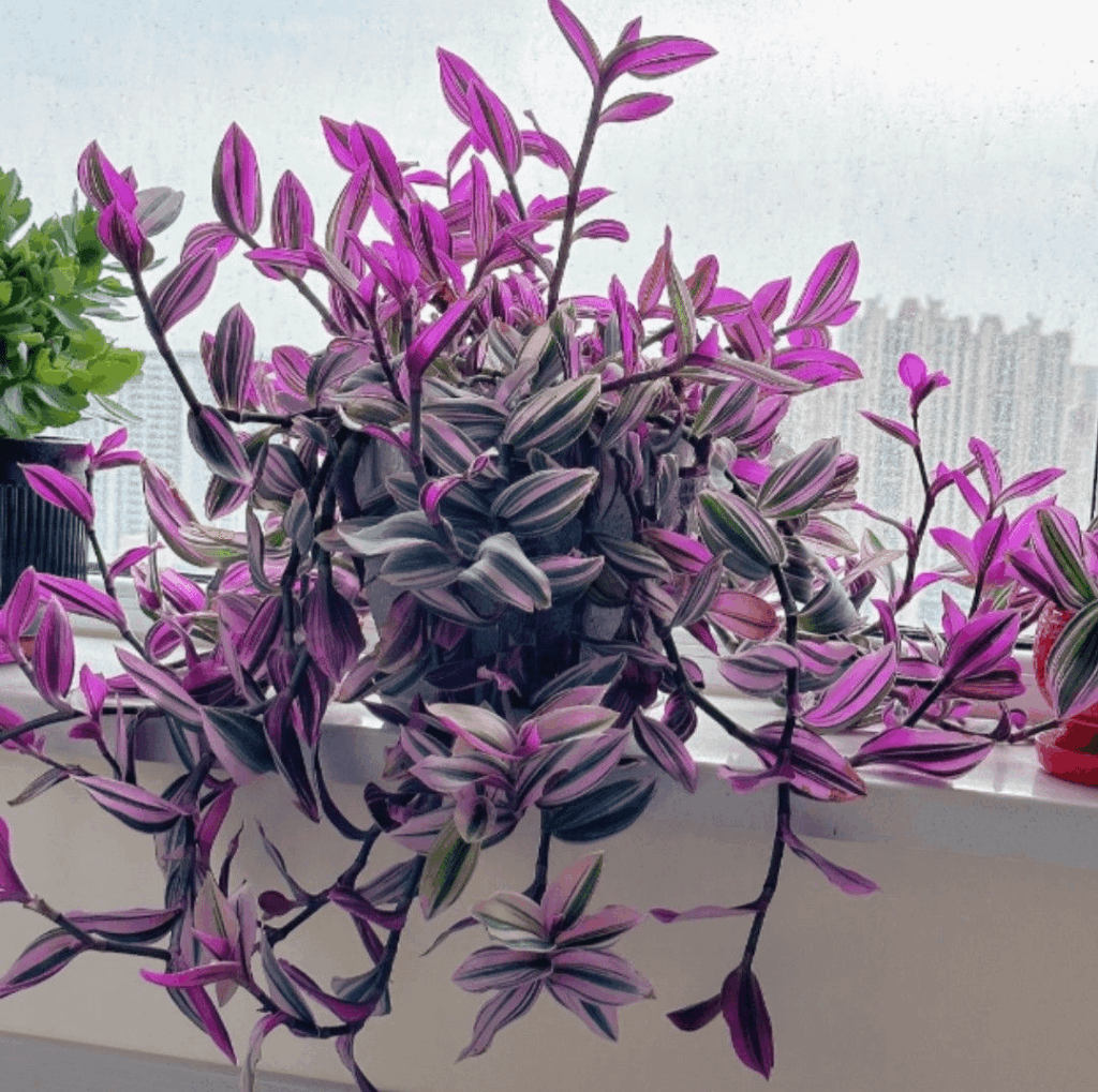 one colorful shade at a time!