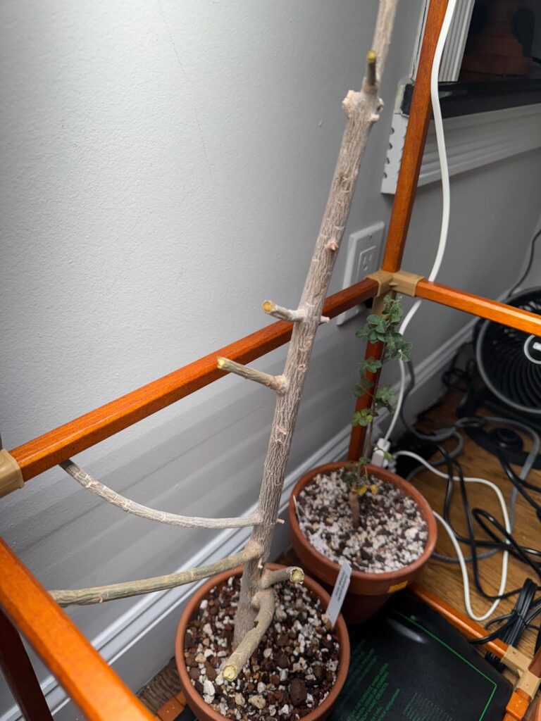 Any advice for these Euphorbs? First ever: but UPS took awhile to NY. Some branch stems a bit squishy/wrinkled (chopped some ends just in case. Any advice appreciated (small tanquahuete & large scheffleri