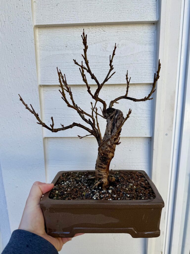 Proud of this branch work on my cotoneaster