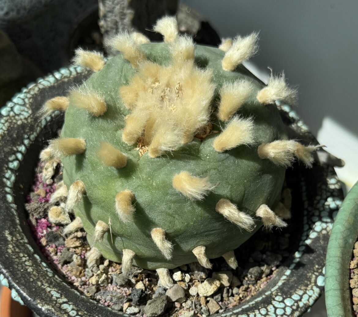 Lophophora diffusa