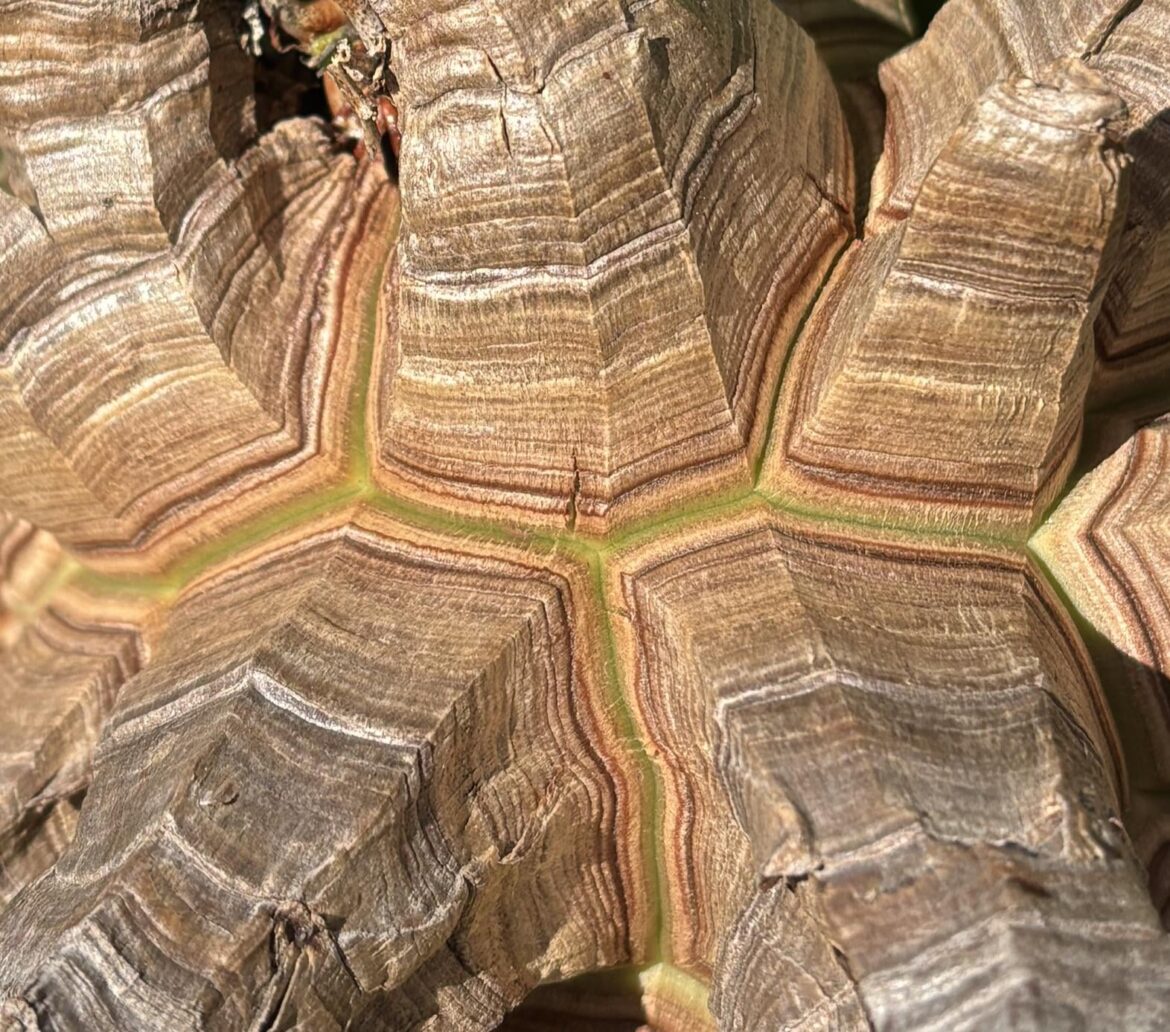 New growth on Dioscorea elephantipes is always so satisfying to see