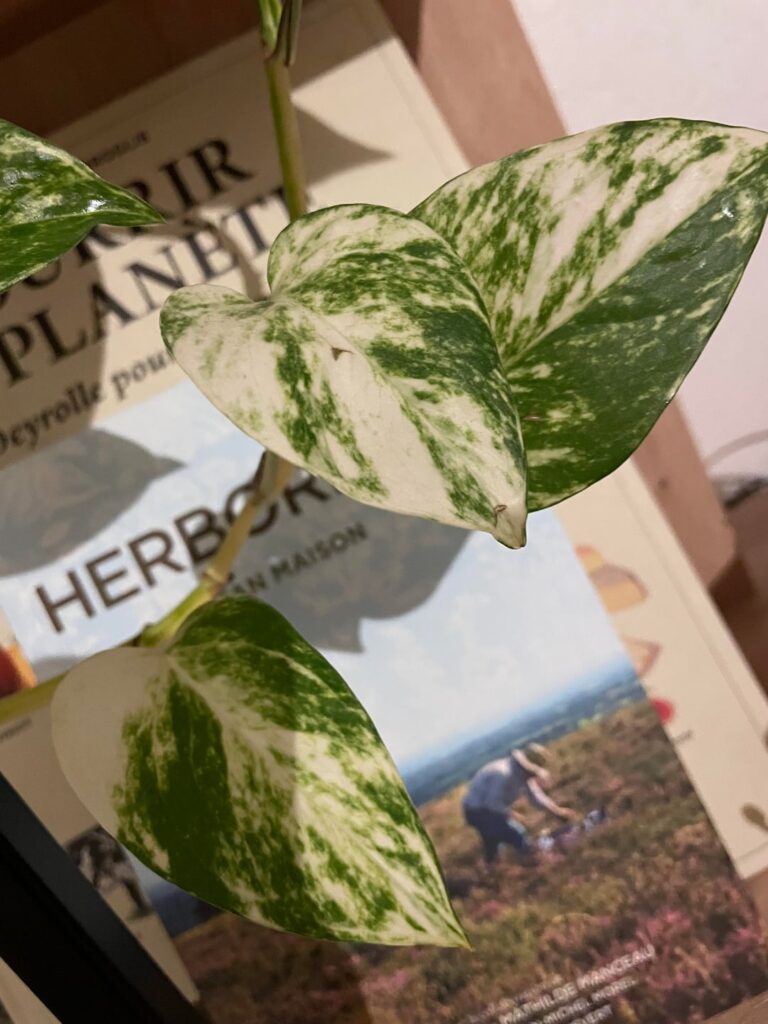 I have doubts about the variety of my Pothos. I have doubts about the variety of my Pothos.