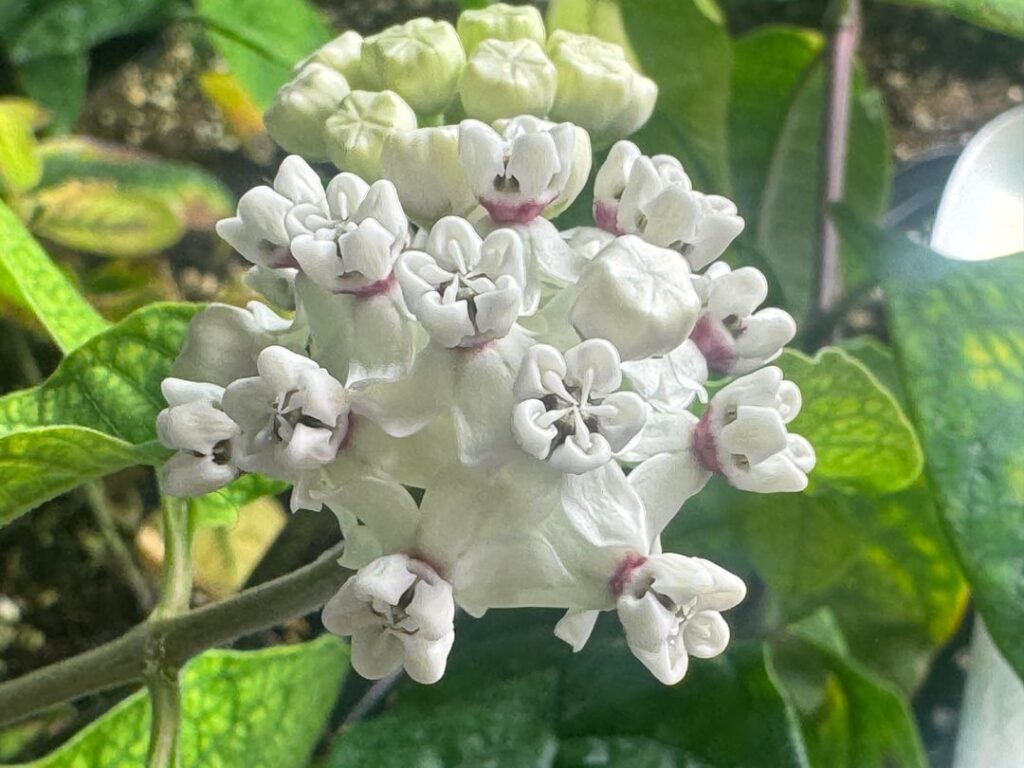 Asclepias variegata "Red Ring" Milkweed seed grown, flowering at 87 days