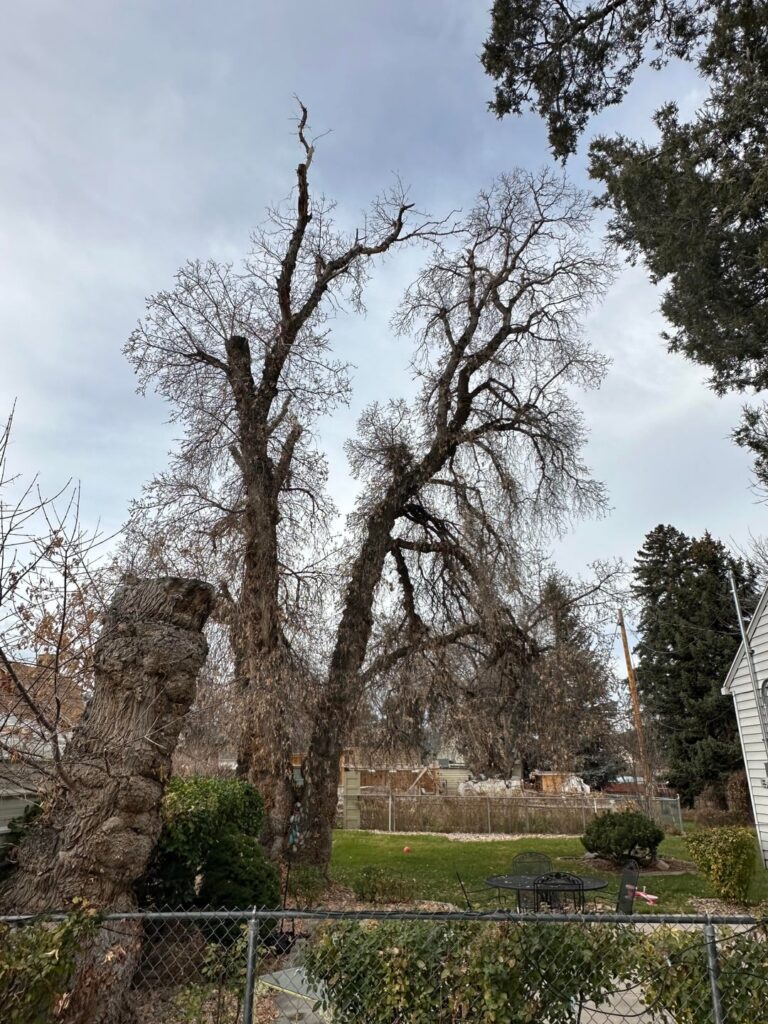 Do we have to cut down this tree?