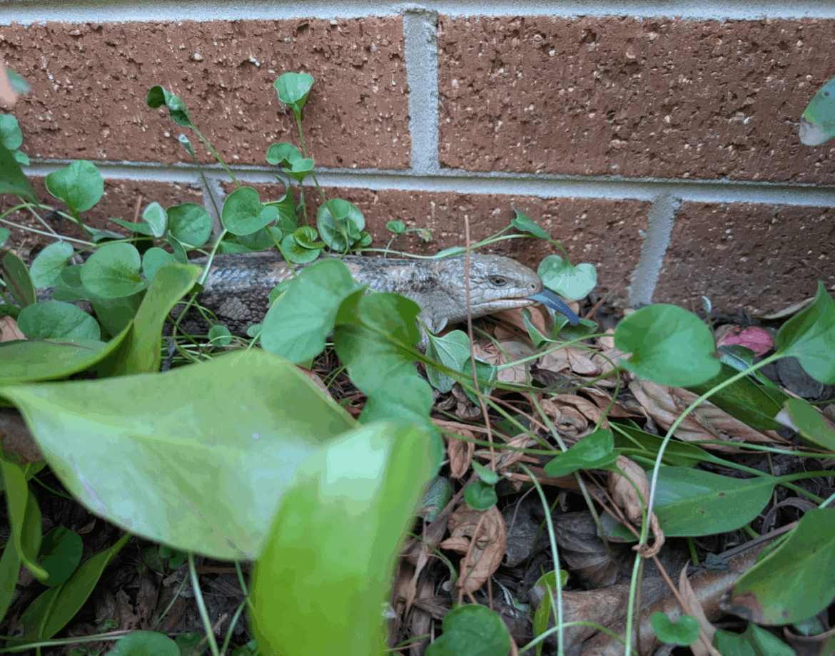 A blue tongue amongst dichondra