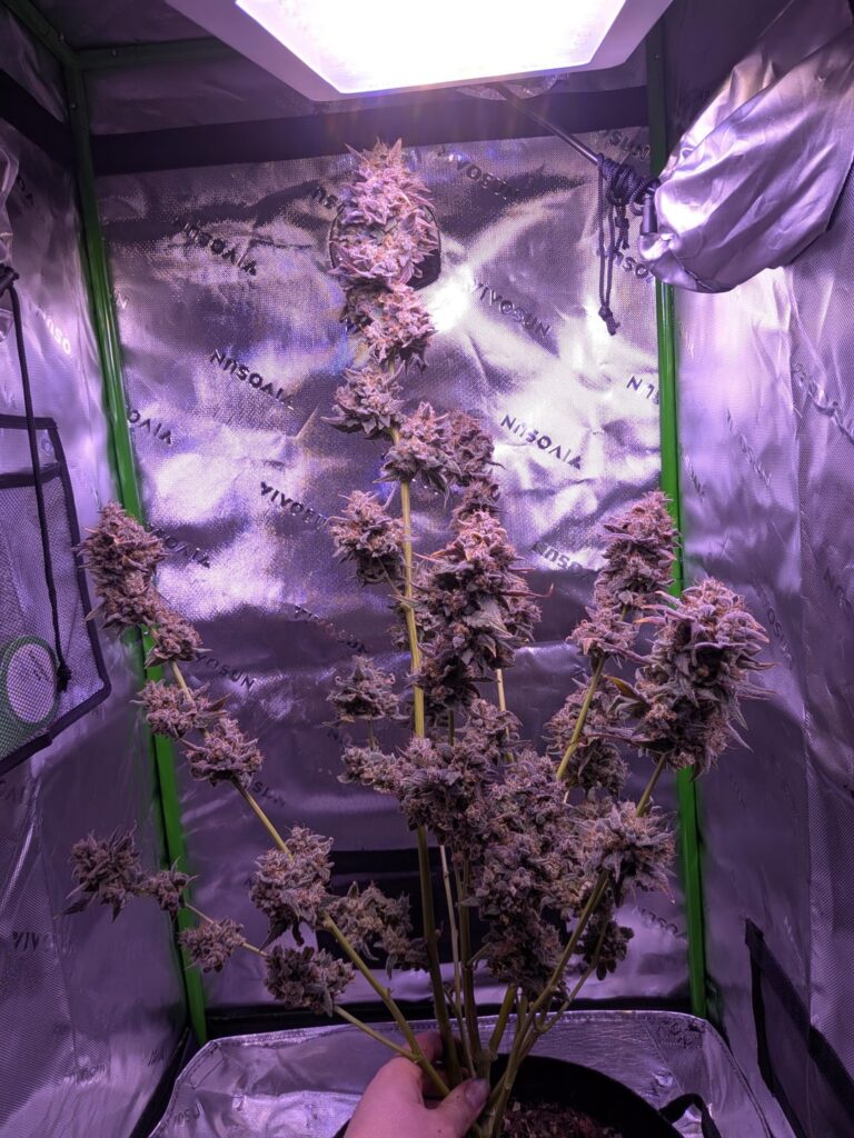 Final cut just before hanging