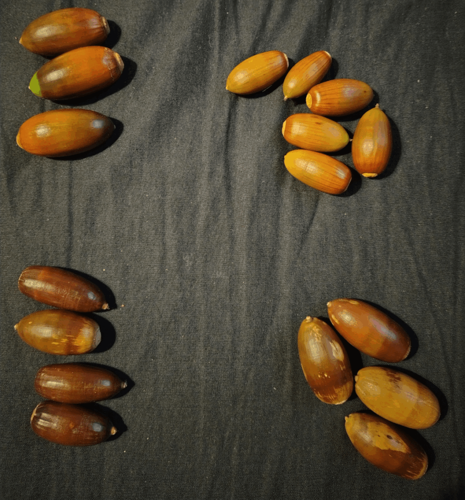 Any method to sprout a big batch of Quercus spp. acorns at once? And a method to sprout the one by one as a gift. Any method to sprout a big batch of Quercus spp. acorns at once? And a method to sprout the one by one as a gift.