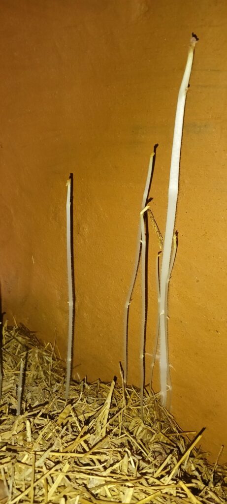 The potatoes have sprouted a lot where they were kept.