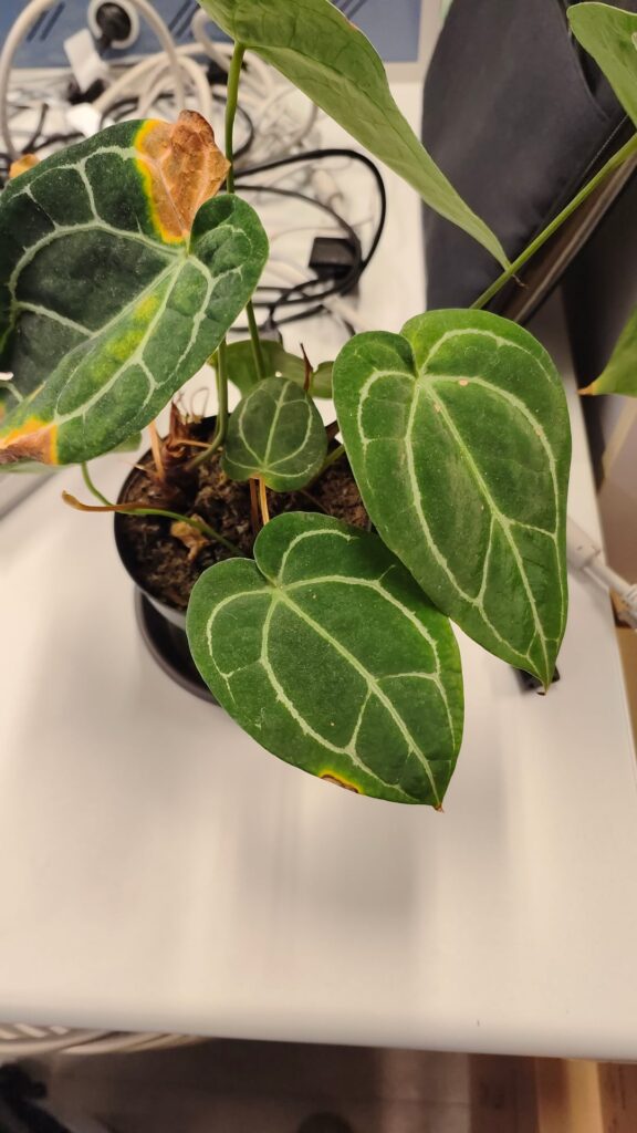 GF asked me to take care of this plant while she's on vacation.