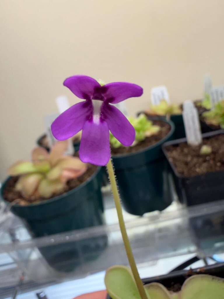 Pinguicula sp. “Pachuca” in bloom!