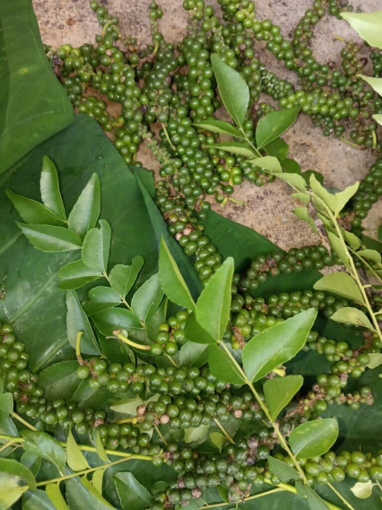 Green beads of fire, resting on leaves of calm— the forest whispering spice before it learns to burn