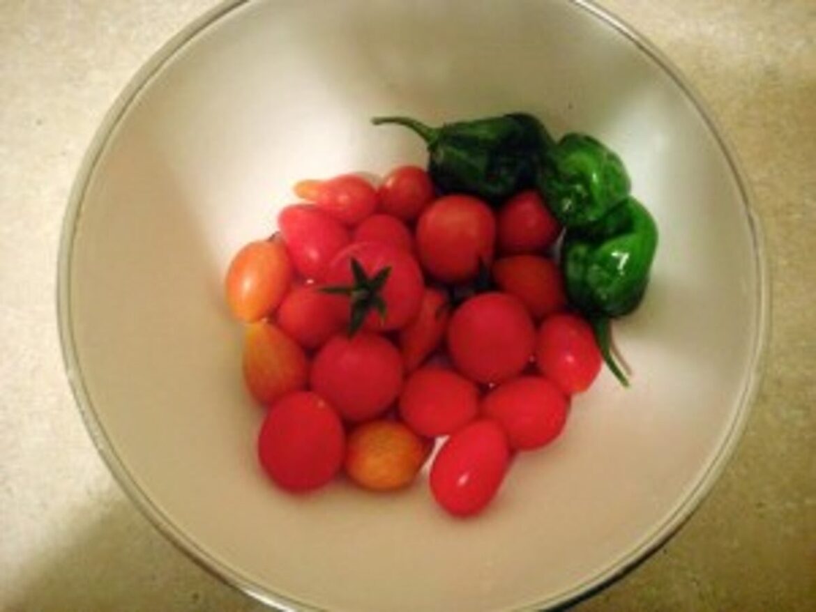 Green Thumbery: A Gardening Series and Winter Sowing Green Thumbery: A Gardening Series and Winter Sowing