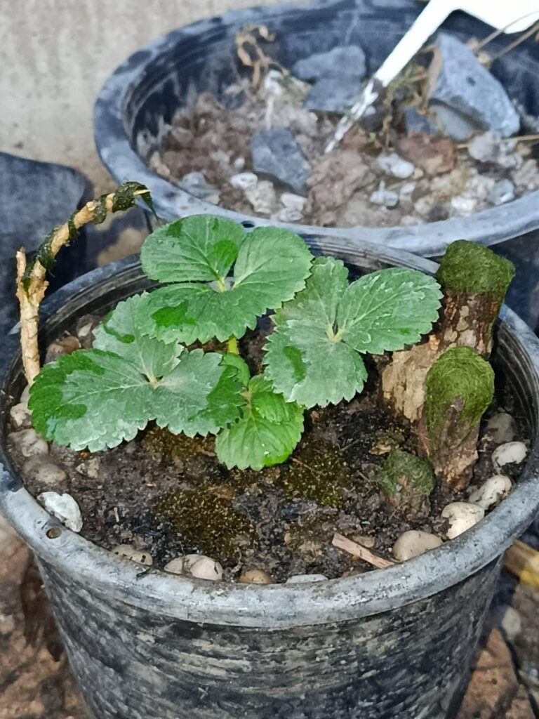 Day 17 of posting my plant til i eat it so i make it more bonsai