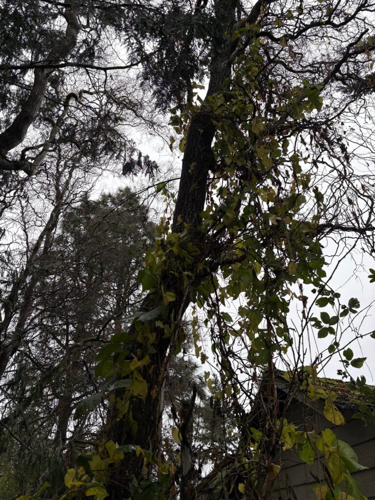Hello! I’m working on getting an arborist out to take a look at this tree, but thought I would look for advice here in the meantime. Hello! I’m working on getting an arborist out to take a look at this tree, but thought I would look for advice here in the meantime.