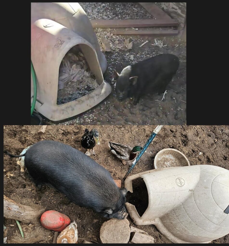 1 year of growth for my piggy-poo