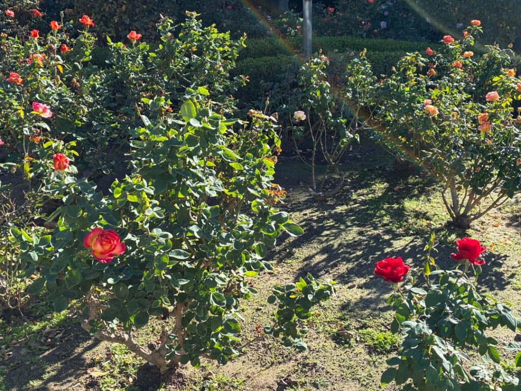 Saw many different varieties of roses on my walk today