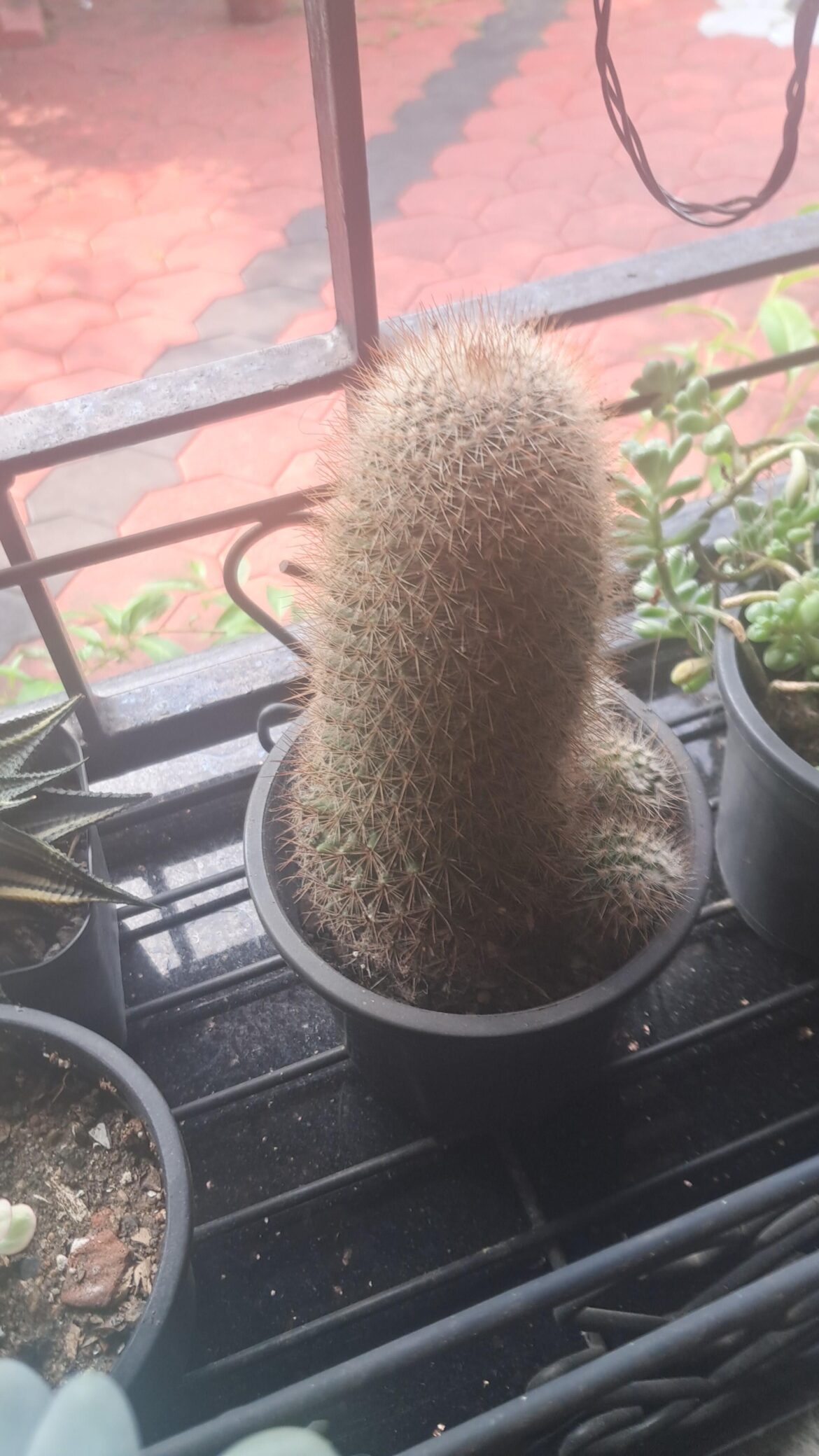 It's even bigger than mine