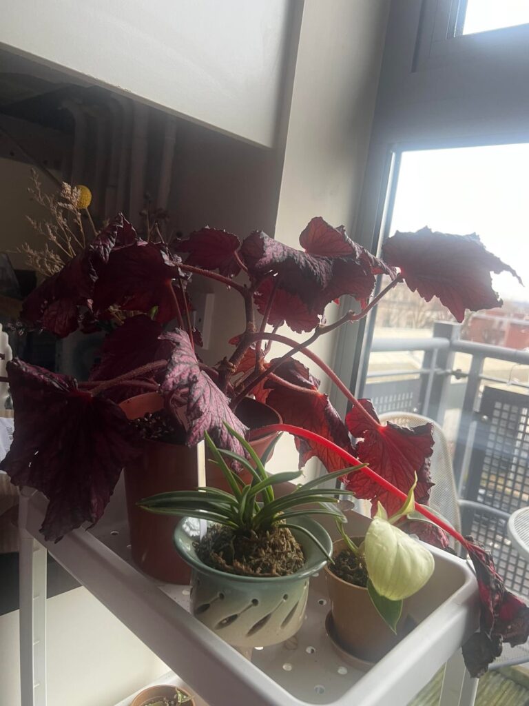 What is wrong with my begonia?