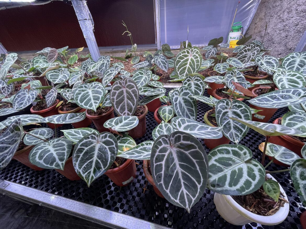 Anthurium KOS x RC😍😍😍