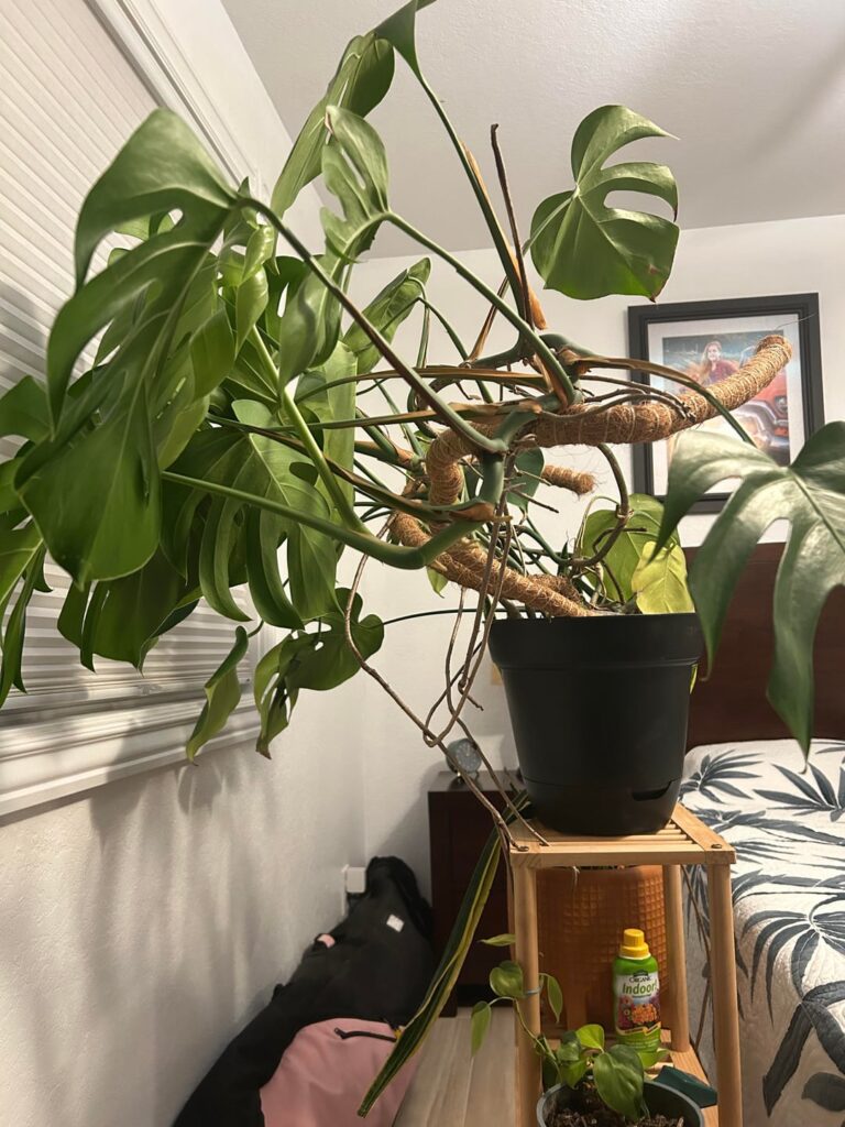 monstera advice? sits forward in front of pot monstera advice? sits forward in front of pot