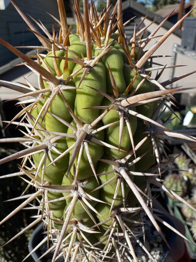 Berkeley Botanical Gardens chiloensis