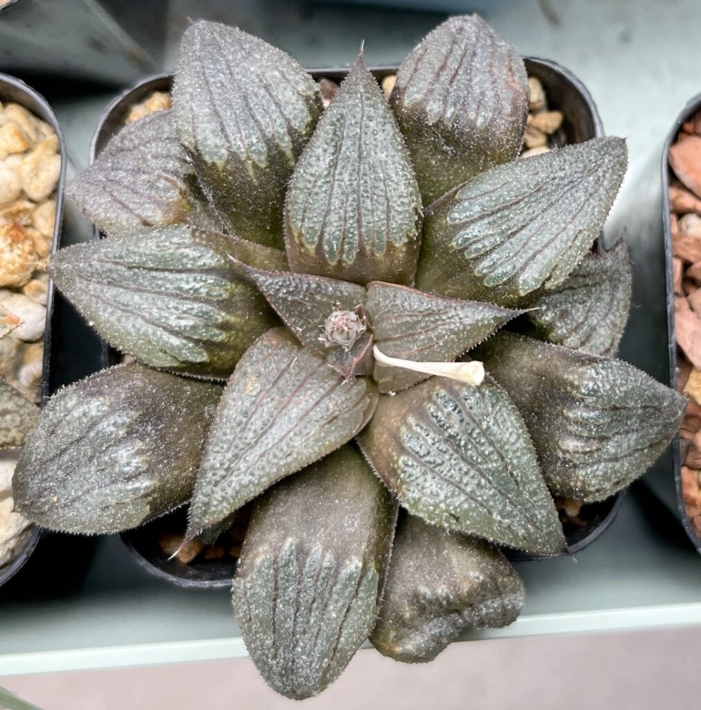 some nice 5-year-old plants, homegrown from Renny and Sandy seeds