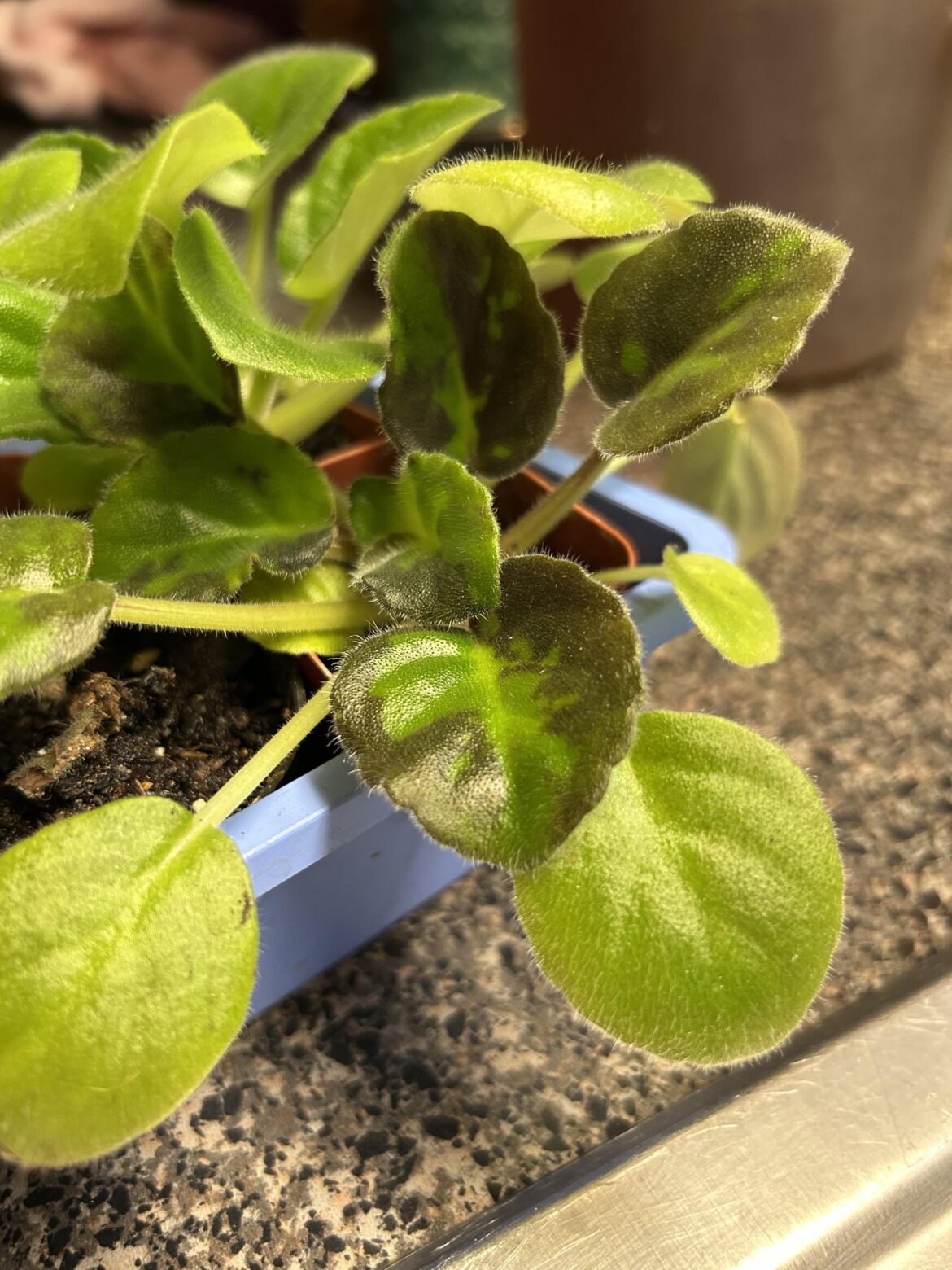 AV leaf variegation