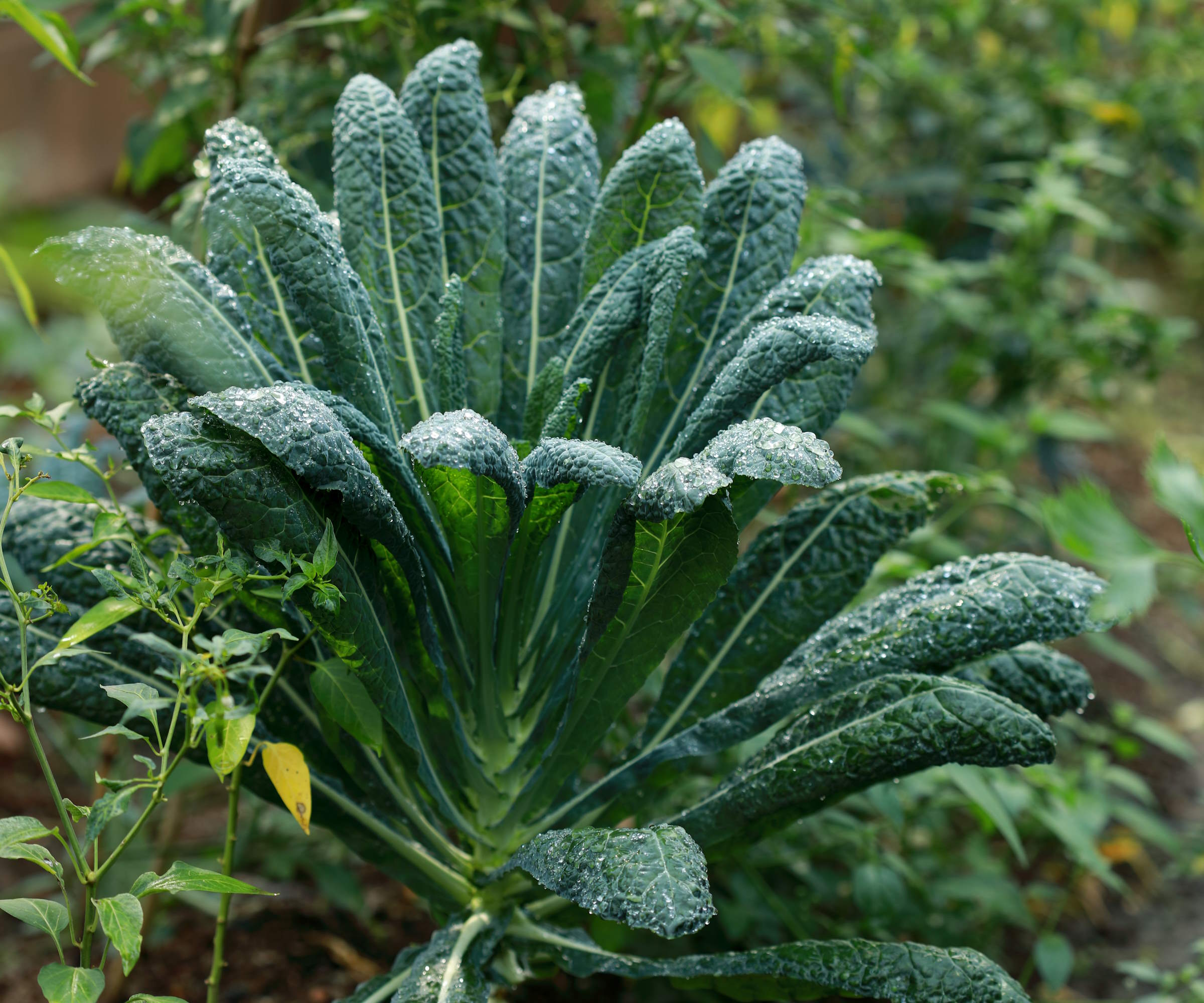 Cavolo nero growing in the vegetable garden