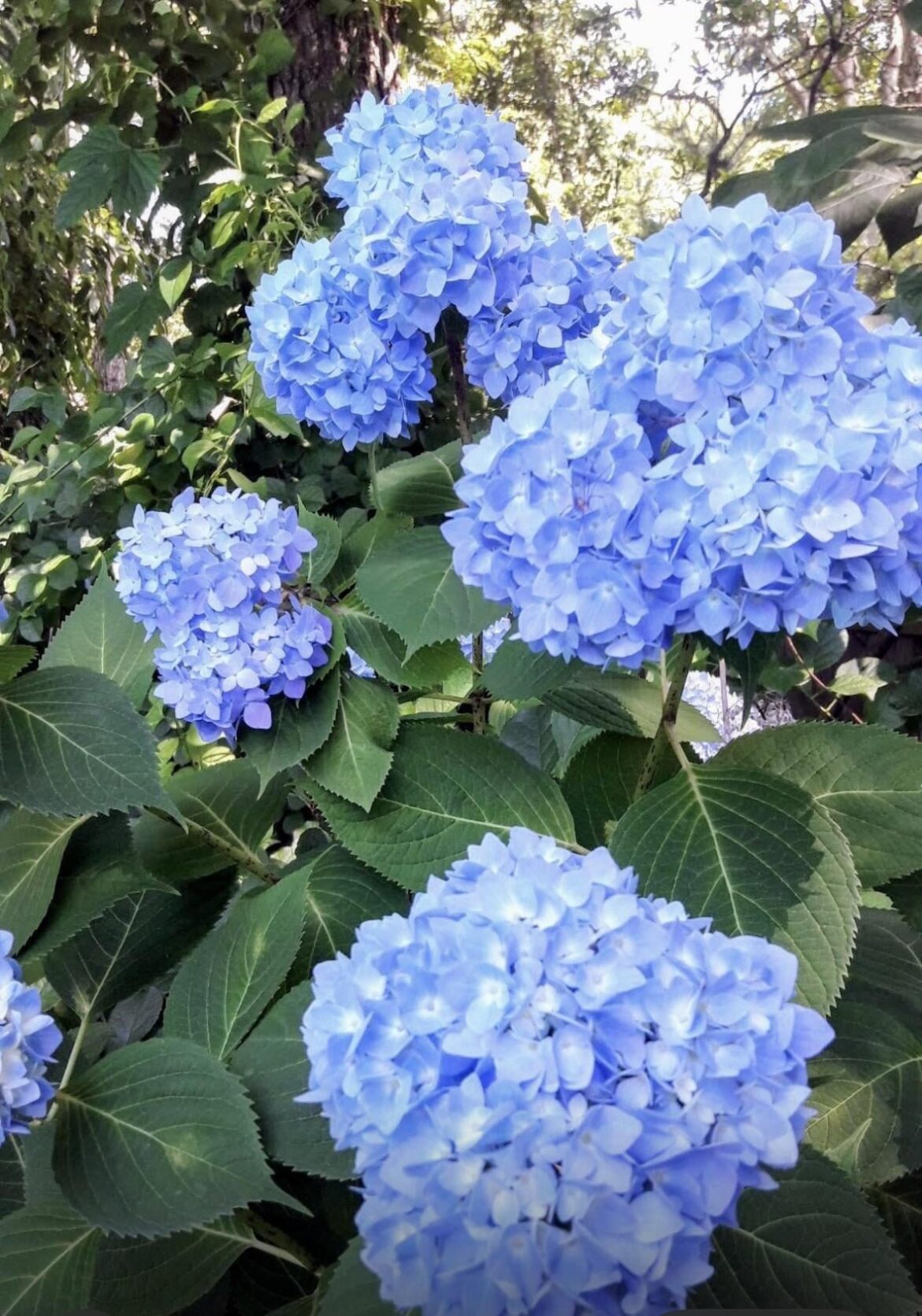 Blue hydrangeas