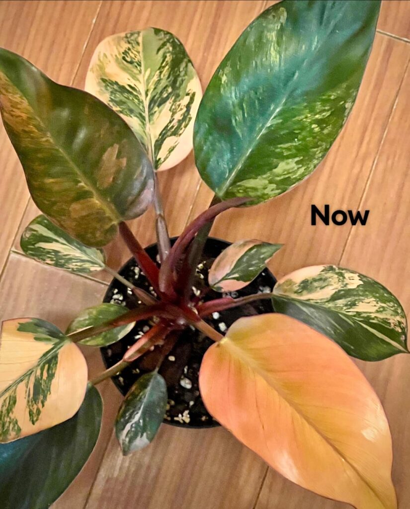 Variegated Red Congo Leaf Appreciation