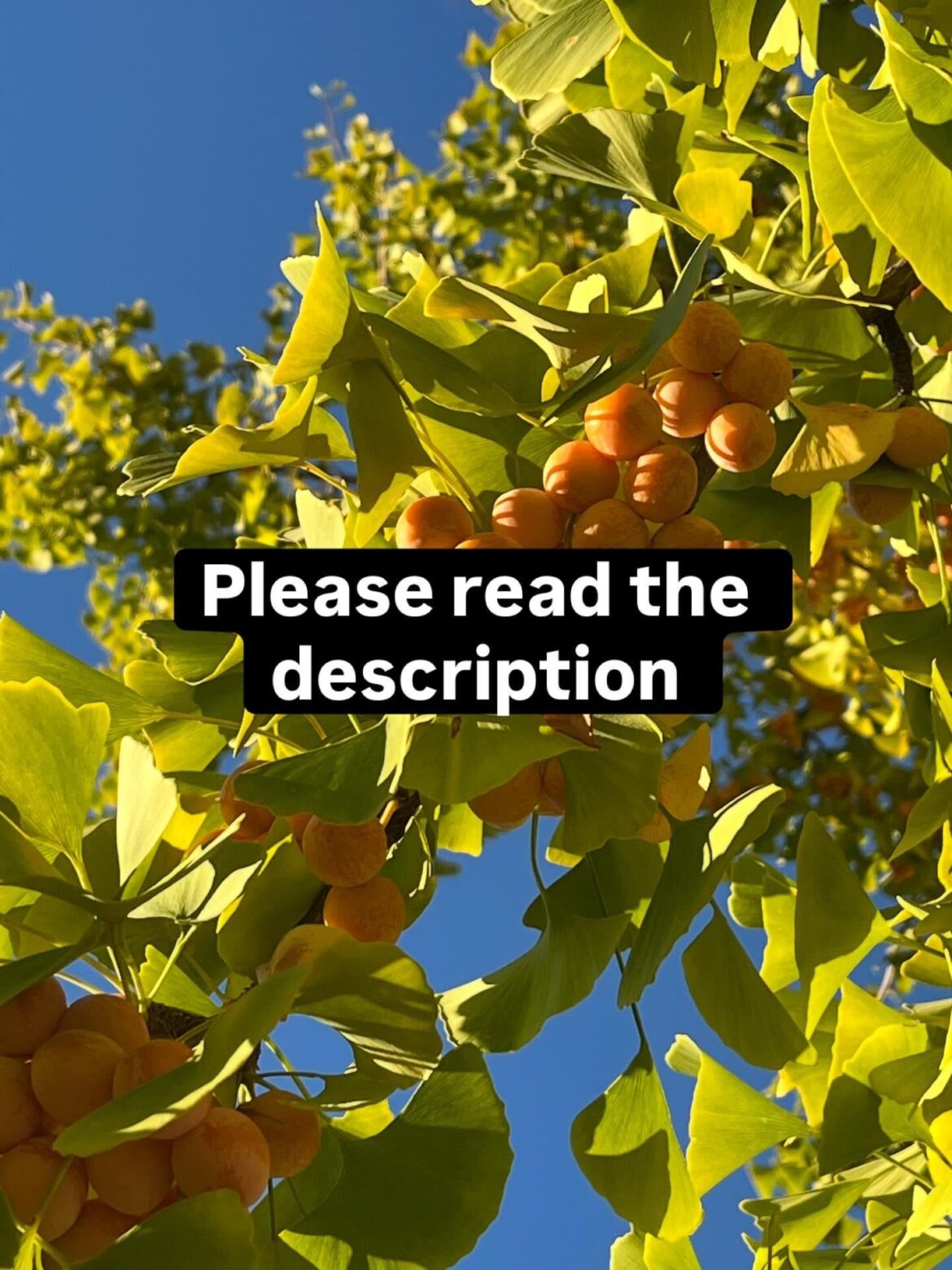 Why it’s best to grow ginkgo trees from seed and not cultivars