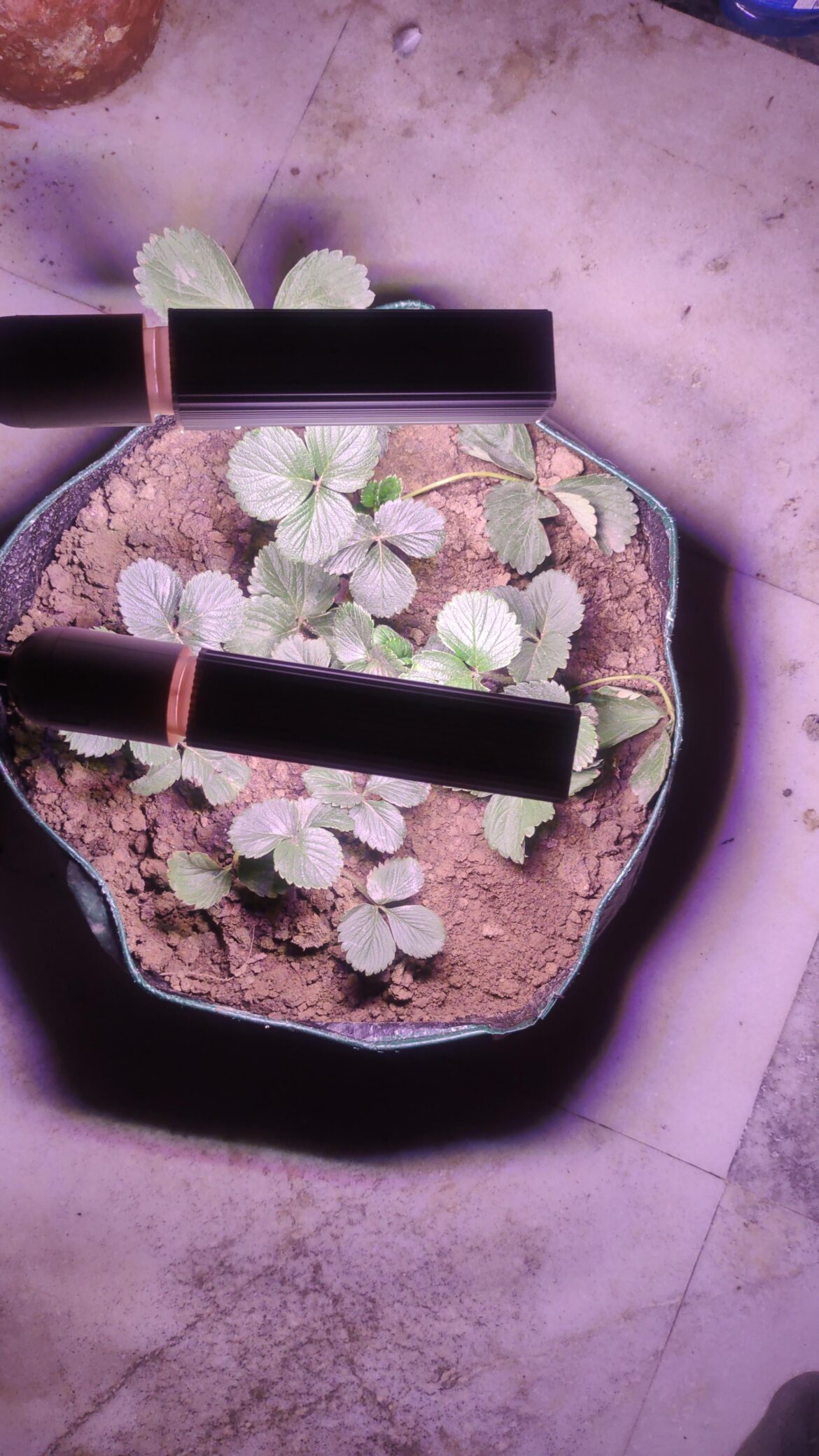 How to grow strawberries using grow light?