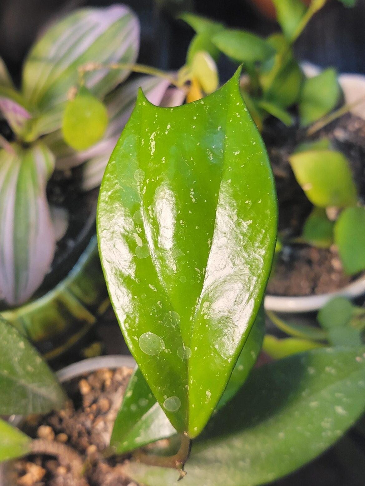 Pubicalyx being a little weirdo ✌️