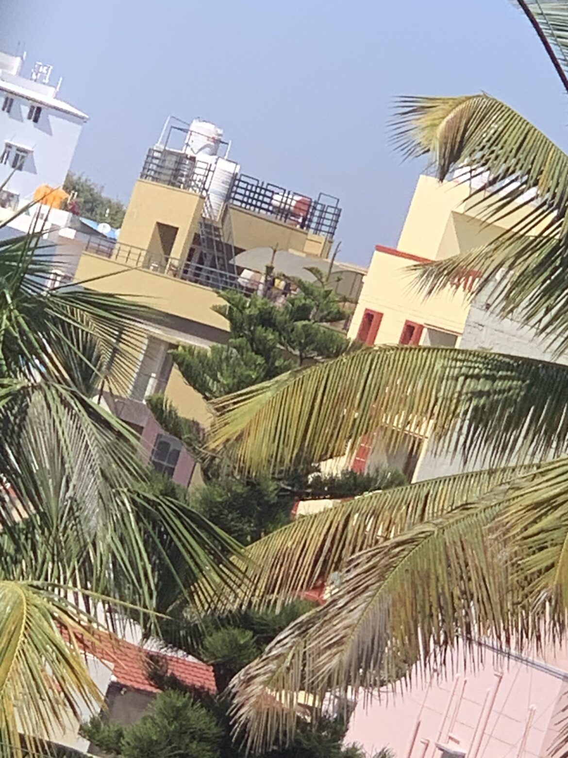 Is this Araucaria heterophylla actually dichotomously branching or is it just two trees close together?