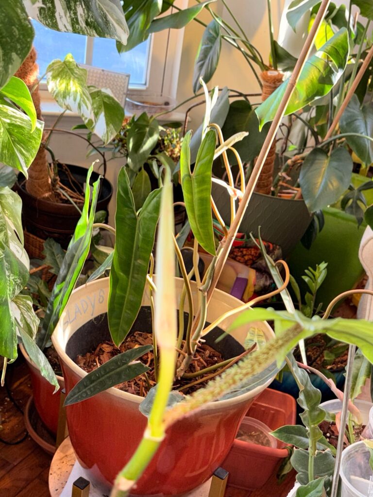 Bougie Btych Bougie 🪴